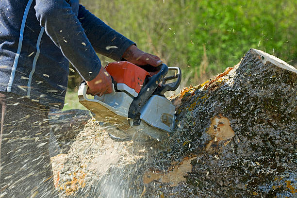 Tree Service Company in South Dos Palos, CA